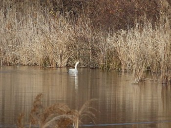 Whooper Swan 21世紀の森と広場(千葉県松戸市) Sat, 1/6/2024