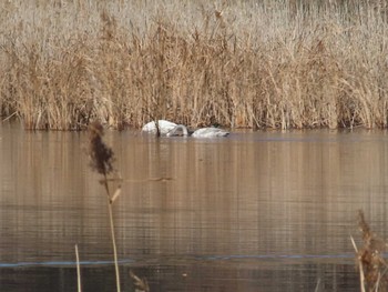 Whooper Swan 21世紀の森と広場(千葉県松戸市) Sat, 1/6/2024