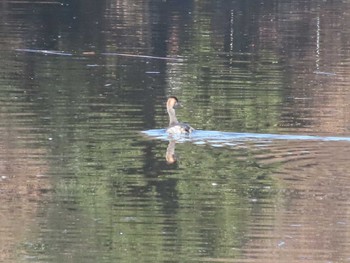 Great Crested Grebe 21世紀の森と広場(千葉県松戸市) Sat, 1/6/2024