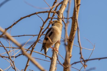 シメ 甲山森林公園 2024年1月2日(火)