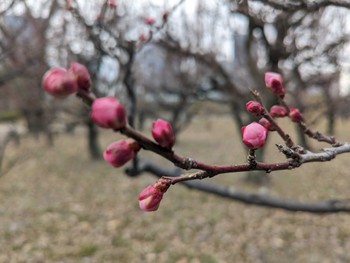 2024年1月6日(土) 大阪城公園の野鳥観察記録