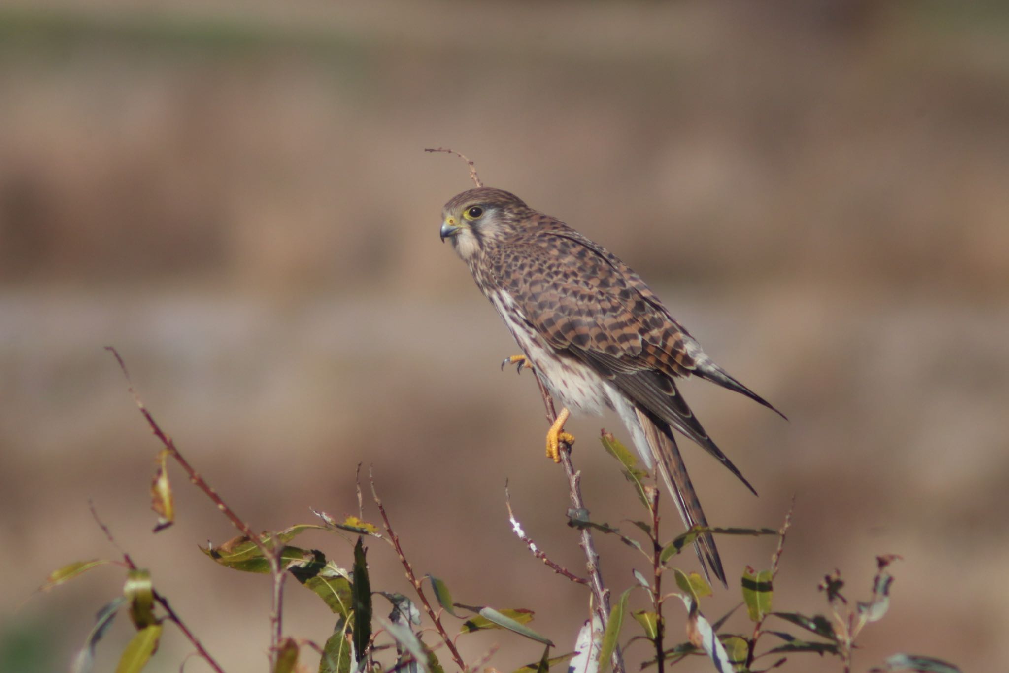 多摩川 チョウゲンボウの写真 by Yuro