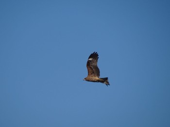 Black Kite 多摩川 Sat, 1/6/2024