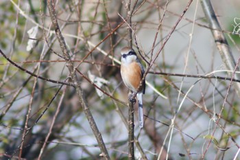 Bull-headed Shrike 多摩川 Sat, 1/6/2024