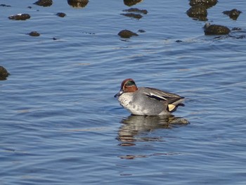 Eurasian Teal 多摩川 Sat, 1/6/2024