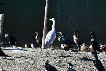 2024年1月5日(金) 長浜公園の野鳥観察記録