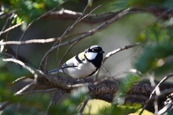 Japanese Tit Nagahama Park Fri, 1/5/2024