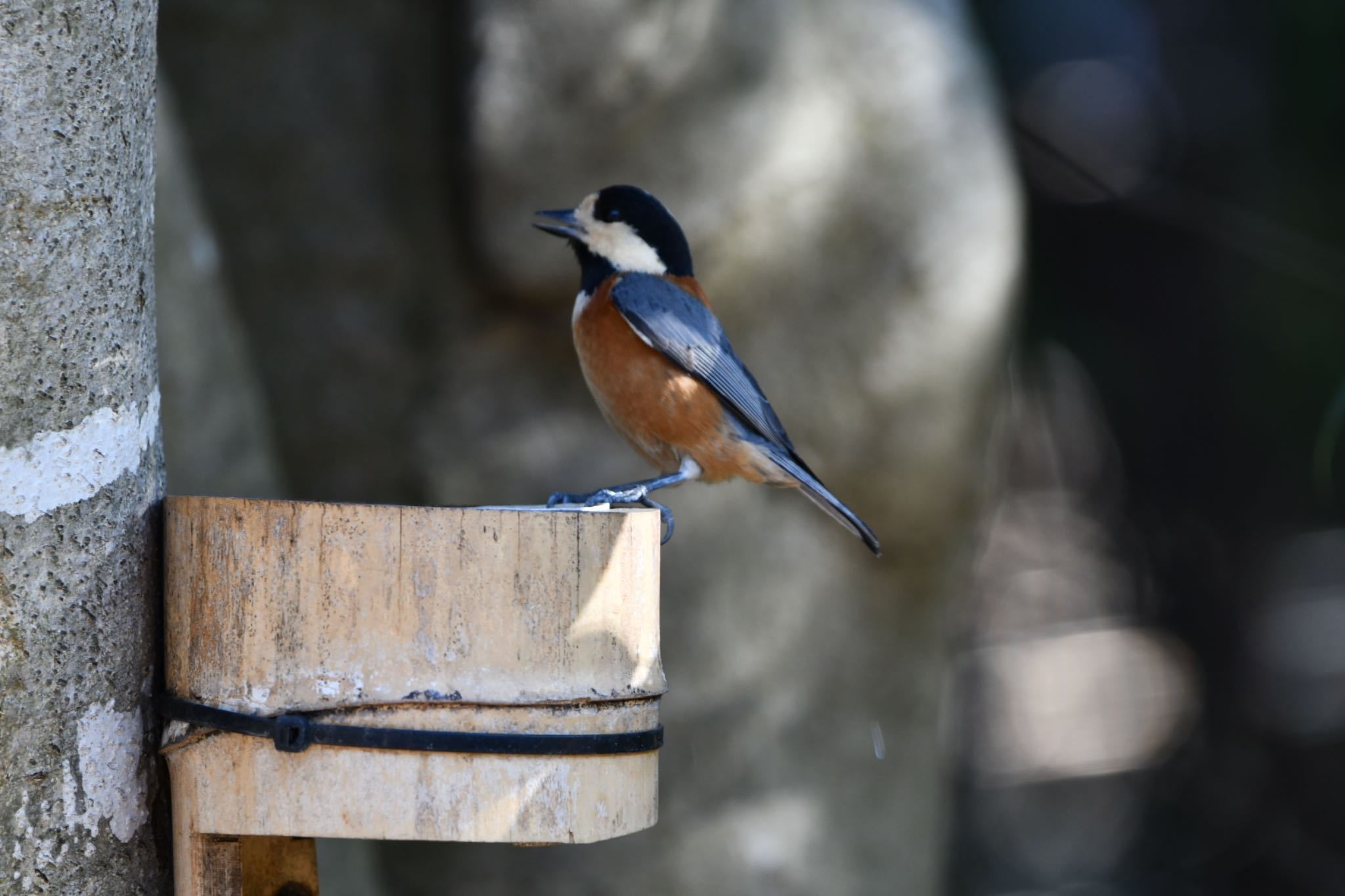 Varied Tit