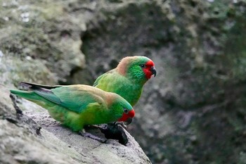 Little Lorikeet