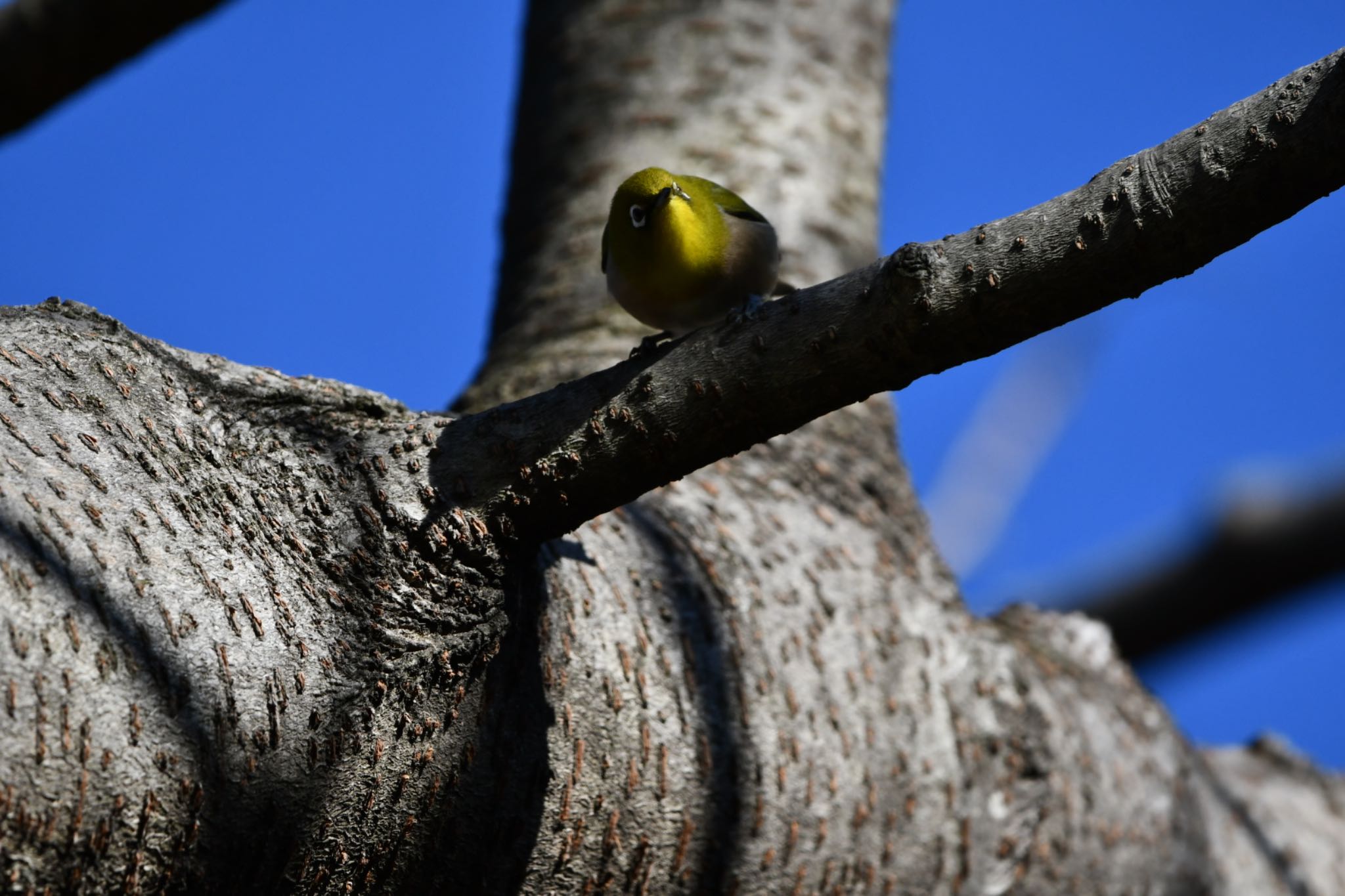 Warbling White-eye