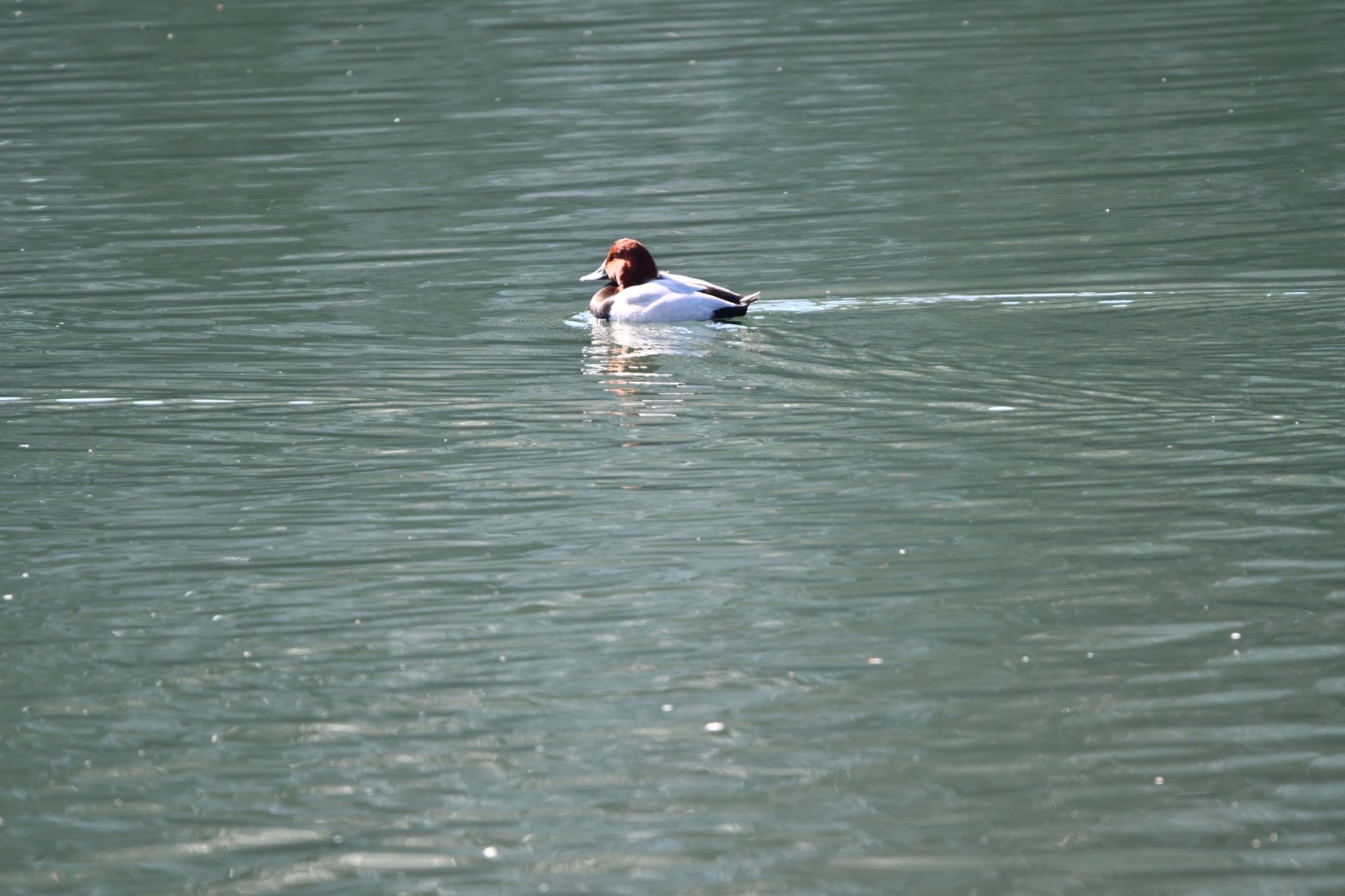 Common Pochard