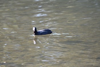 Eurasian Coot Nagahama Park Fri, 1/5/2024