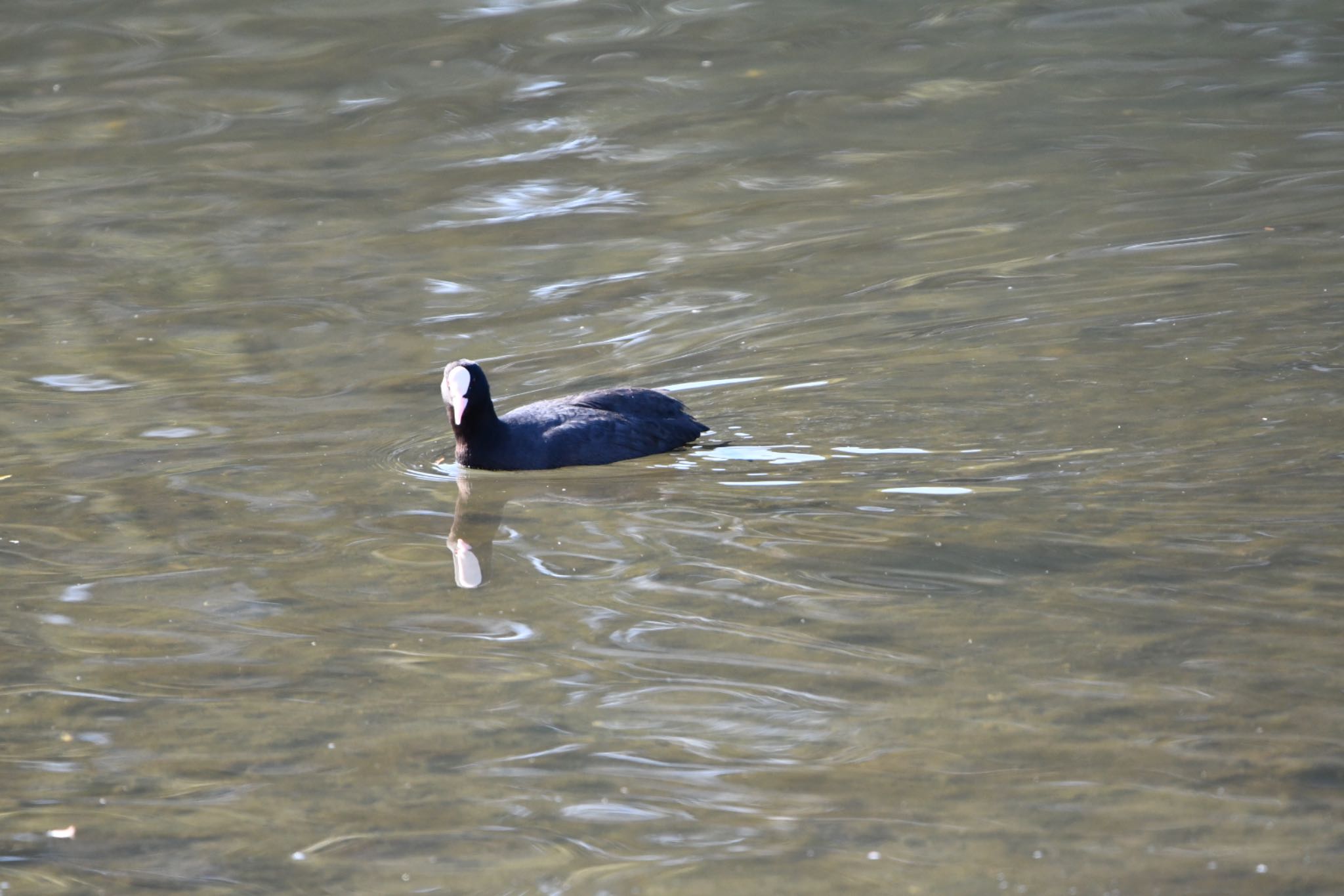 Eurasian Coot