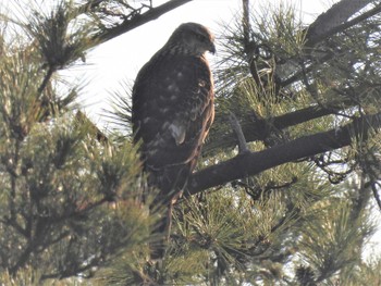 Eurasian Goshawk Osaka Nanko Bird Sanctuary Sat, 12/30/2023