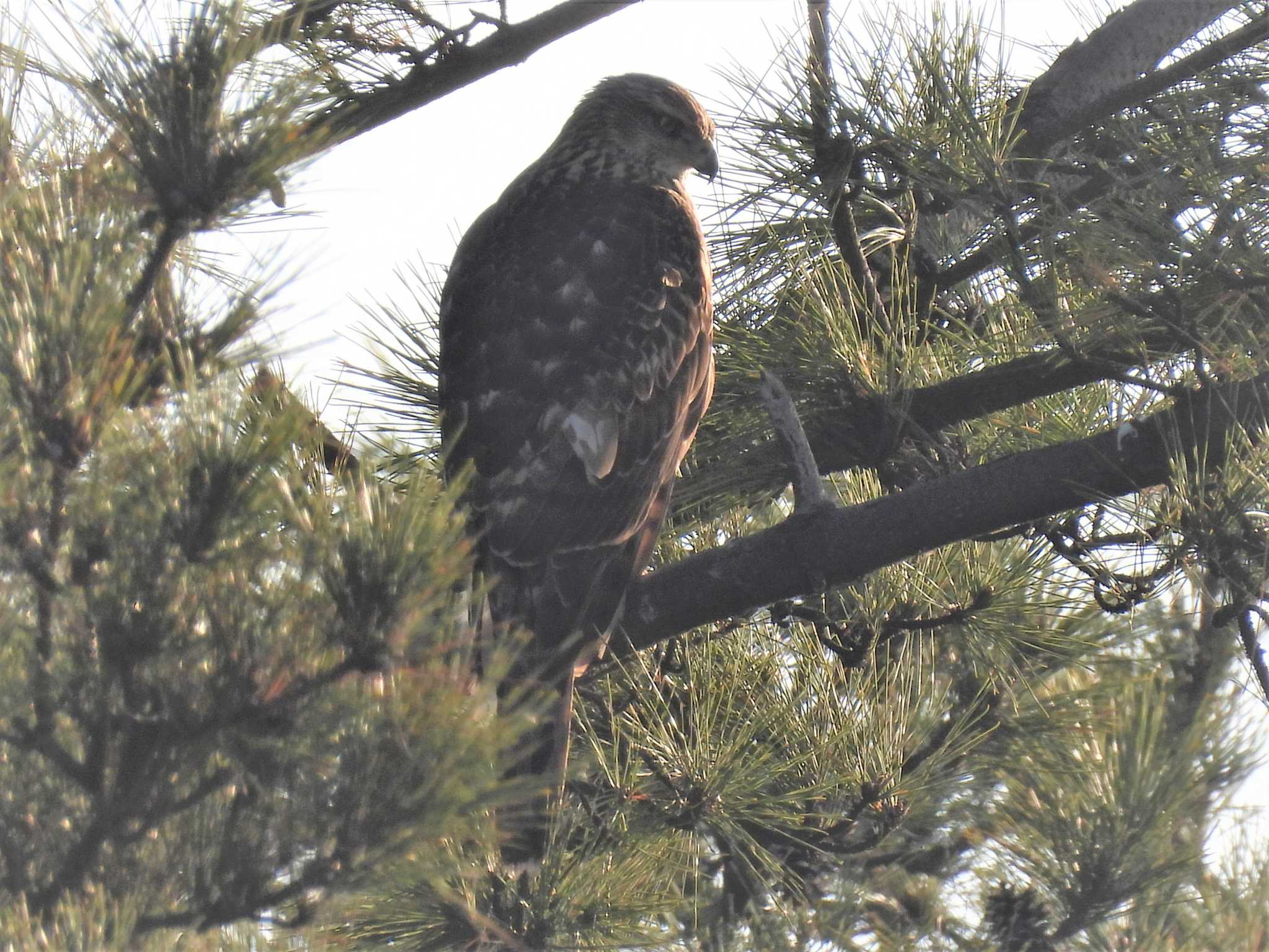 Photo of Eurasian Goshawk at Osaka Nanko Bird Sanctuary by みやさん