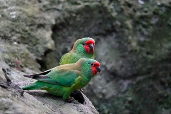 ヒメジャコウインコ シドニータロンガ動物園 2018年7月2日(月)