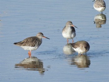 Common Redshank Osaka Nanko Bird Sanctuary Sat, 12/30/2023