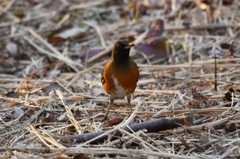 Brown-headed Thrush(orii) Mizumoto Park Thu, 12/28/2023