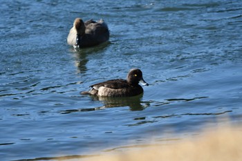 Tufted Duck Nagahama Park Fri, 1/5/2024