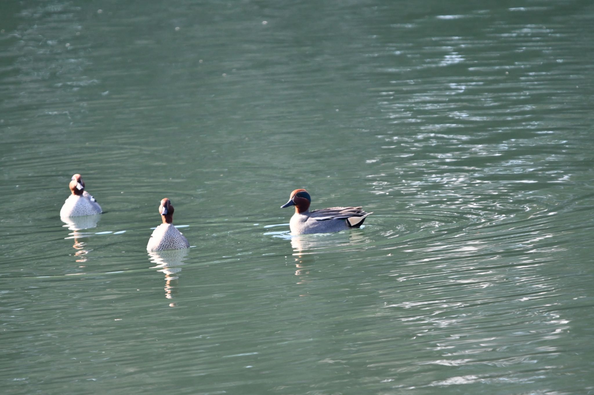 Eurasian Teal