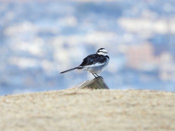 2024年1月1日(月) 若草山の野鳥観察記録