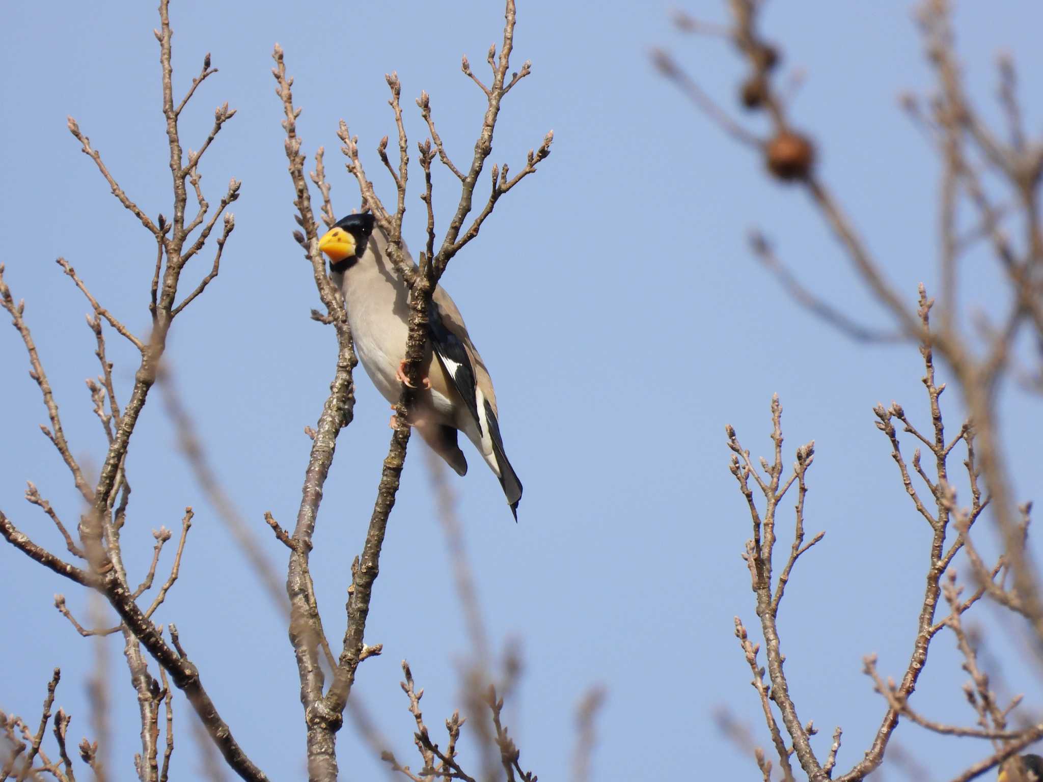 Japanese Grosbeak