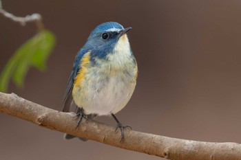 Red-flanked Bluetail Unknown Spots Sat, 1/6/2024