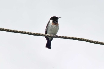 African Stonechat Amboseli National Park Tue, 12/26/2023