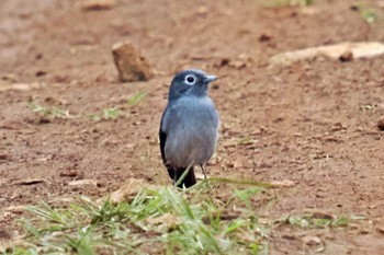 クロエリヒタキ アンボセリ国立公園 2023年12月26日(火)