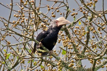 Silvery-cheeked Hornbill Amboseli National Park Tue, 12/26/2023