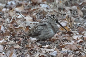 Sat, 1/6/2024 Birding report at Maioka Park