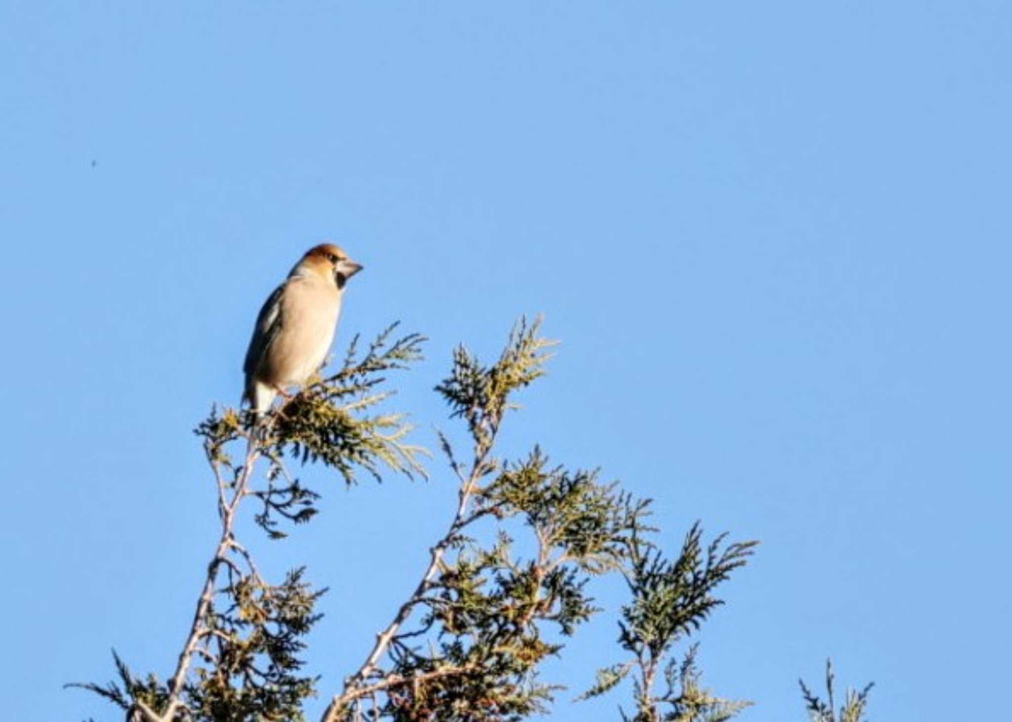 Hawfinch