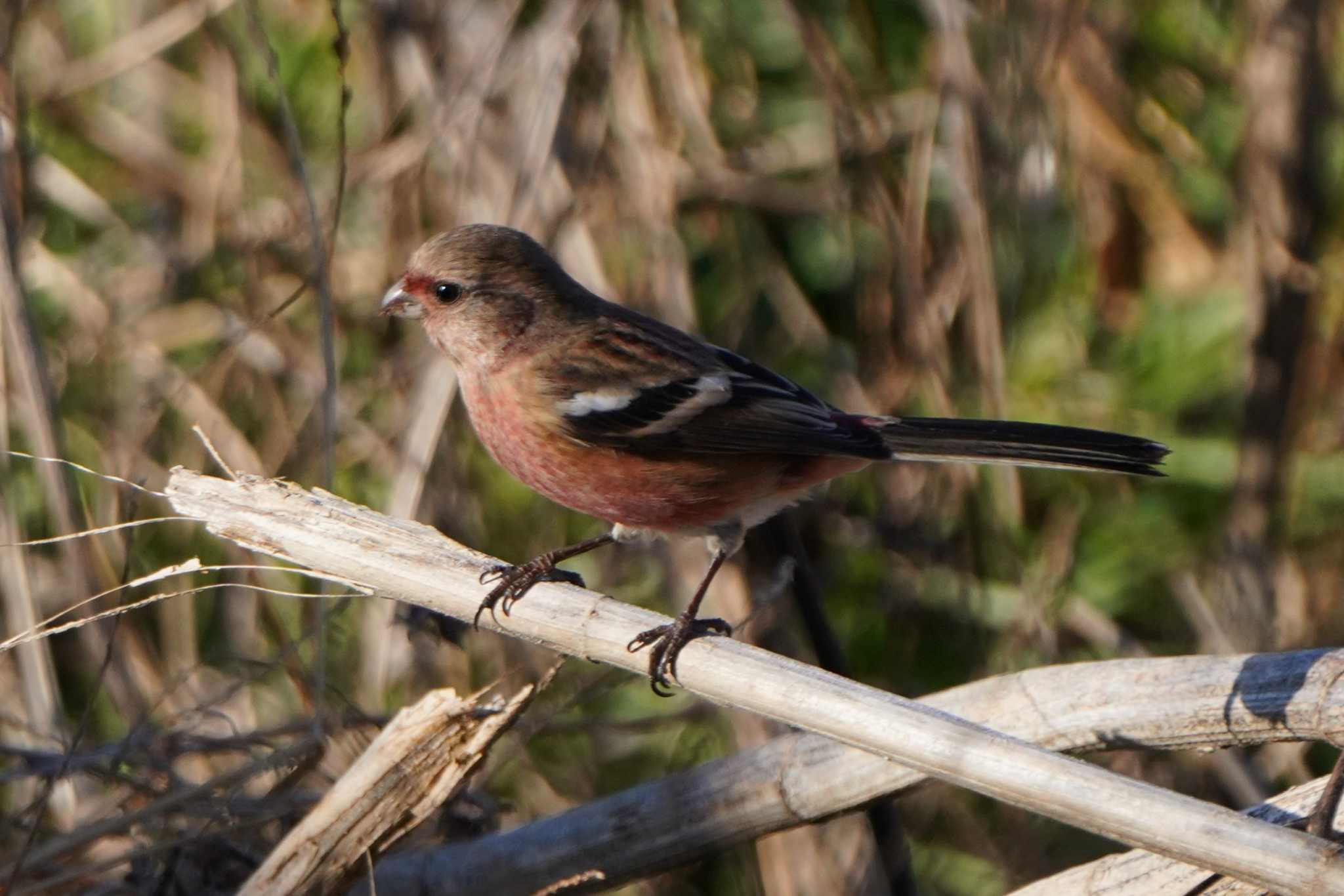 Photo of Siberian Long-tailed Rosefinch at  by ace
