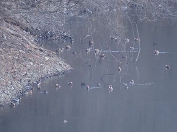 2024年1月6日(土) 清里の野鳥観察記録