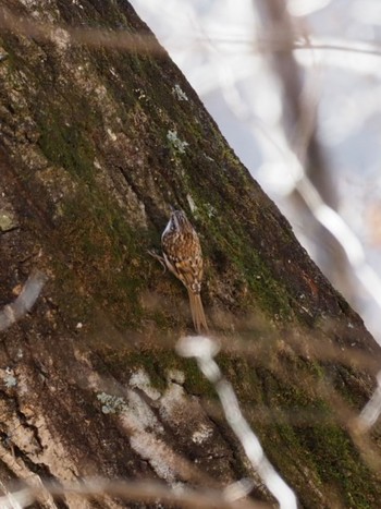 Eurasian Treecreeper 清里 Sat, 1/6/2024