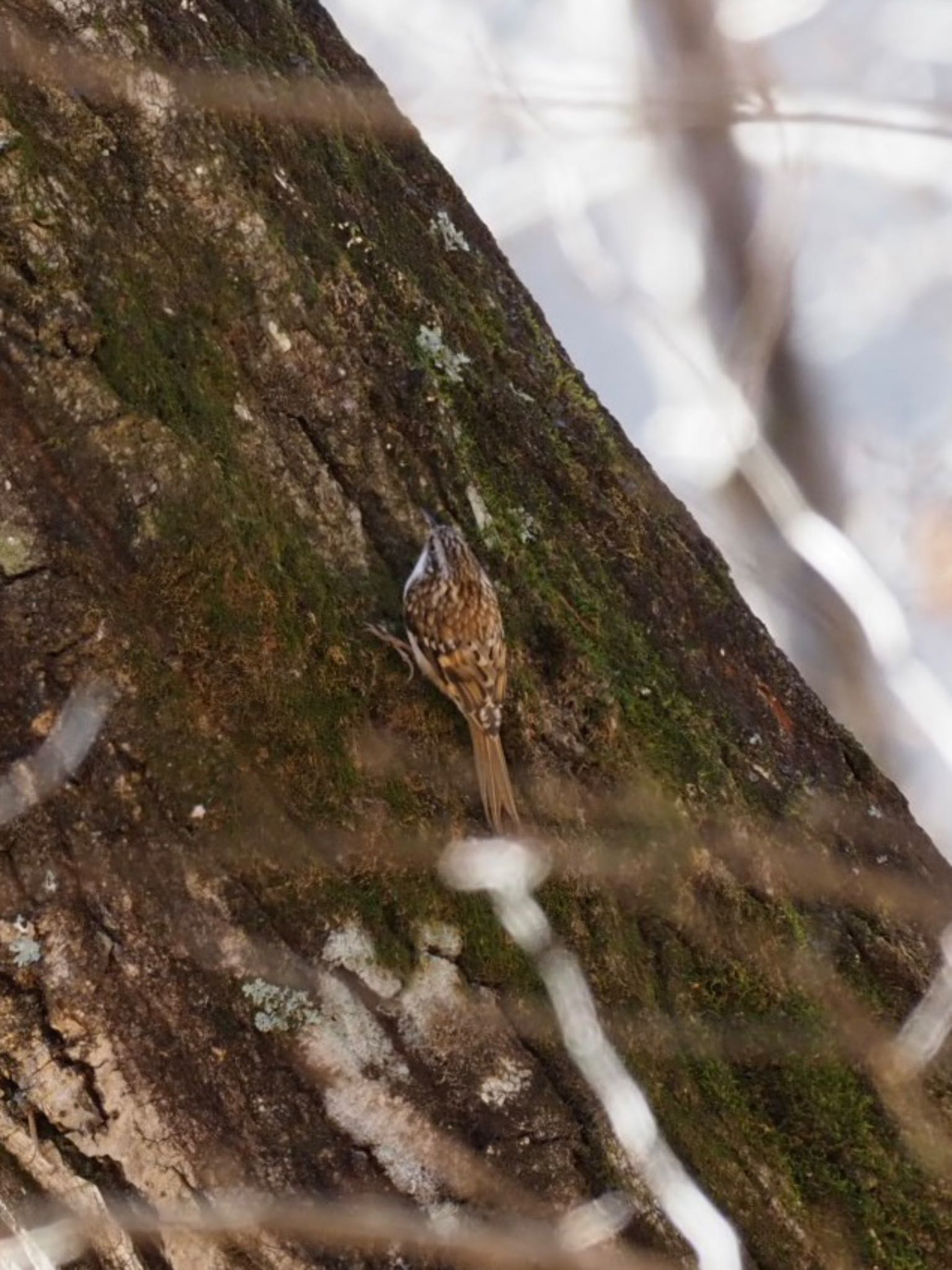 Photo of Eurasian Treecreeper at 清里 by アカウント14991