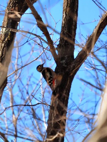 Great Spotted Woodpecker 清里 Sat, 1/6/2024