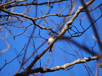 Brambling 清里 Sat, 1/6/2024