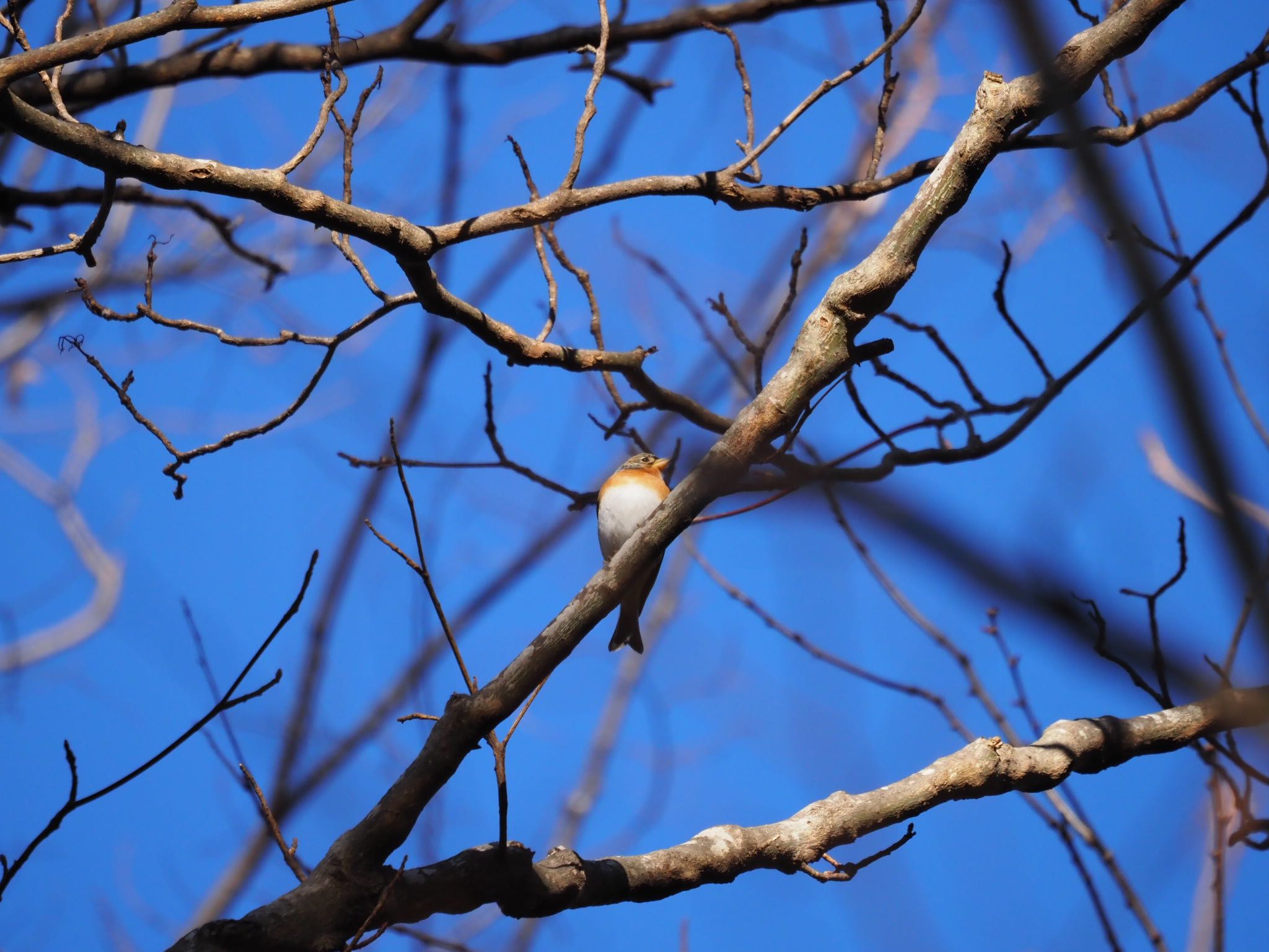 Photo of Brambling at 清里 by アカウント14991