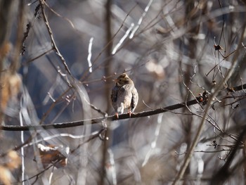 Rustic Bunting 清里 Sat, 1/6/2024