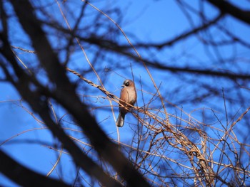 Eurasian Jay 清里 Sat, 1/6/2024