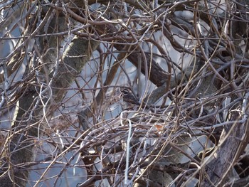 Dusky Thrush 清里 Sat, 1/6/2024