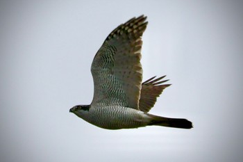 2024年1月3日(水) まつぶし緑の丘公園の野鳥観察記録