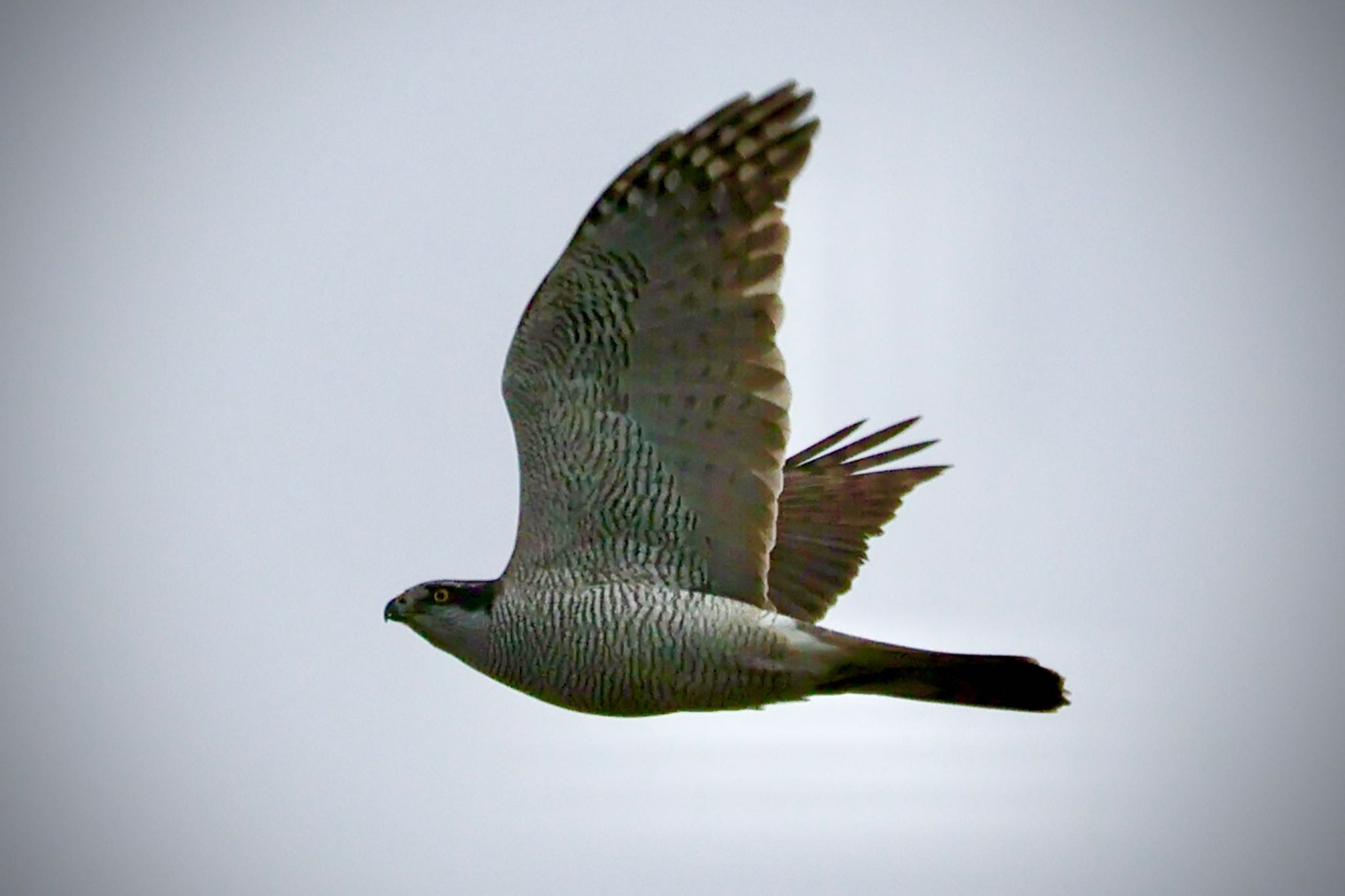 Eurasian Goshawk