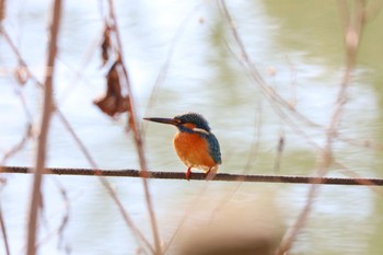 Common Kingfisher 善福寺公園 Sat, 1/6/2024