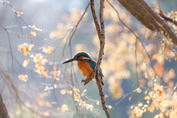 Common Kingfisher 善福寺公園 Sat, 1/6/2024