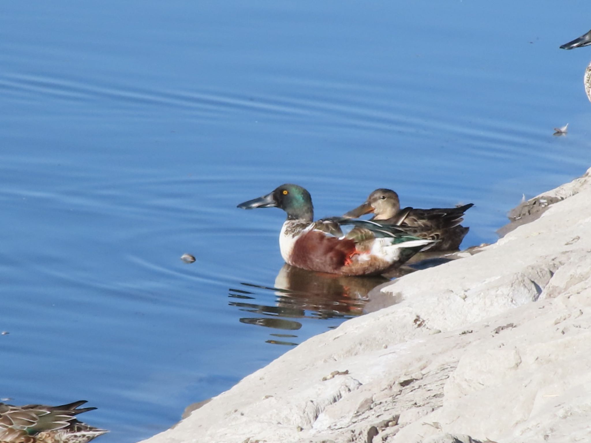 Photo of Northern Shoveler at 波志江沼環境ふれあい公園 by アカウント12456