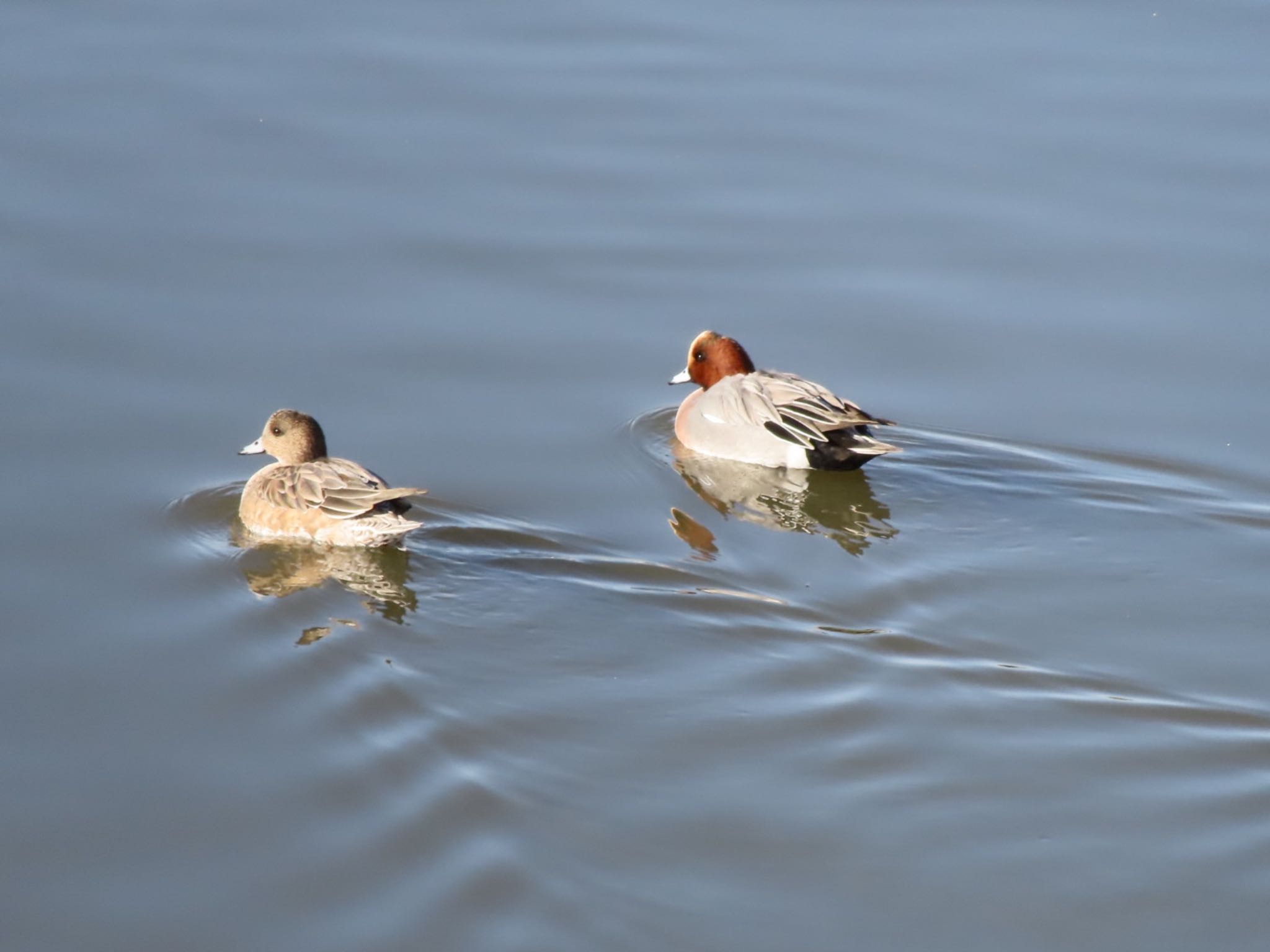 Eurasian Wigeon