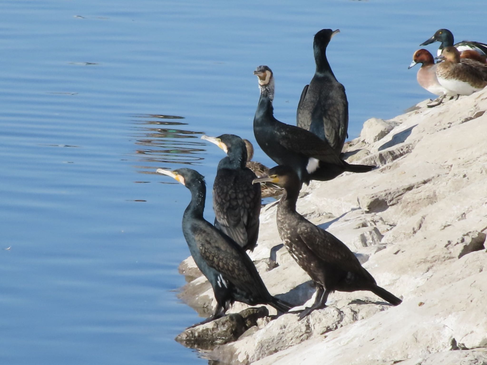 Great Cormorant