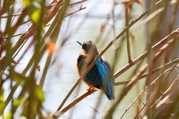 Common Kingfisher 善福寺公園 Sat, 1/6/2024